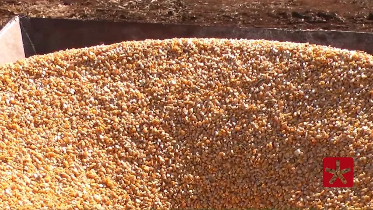 Produção de grãos pode chegar a 353,4 milhões de toneladas