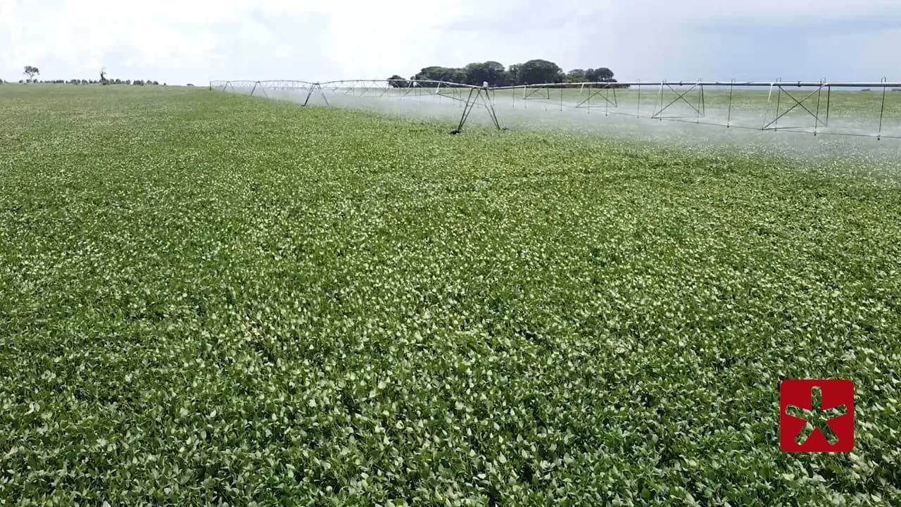 Instabilidade climática tem influenciado cronograma no campo e processo na lavoura
