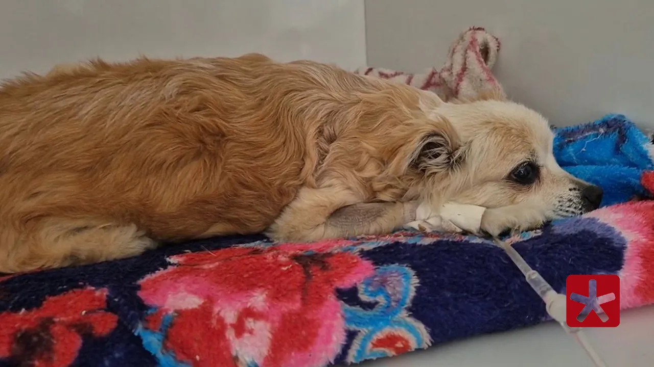 Pérola, de 10 anos, é mais que um pet: é companhia, carinho e apoio nos momentos difíceis