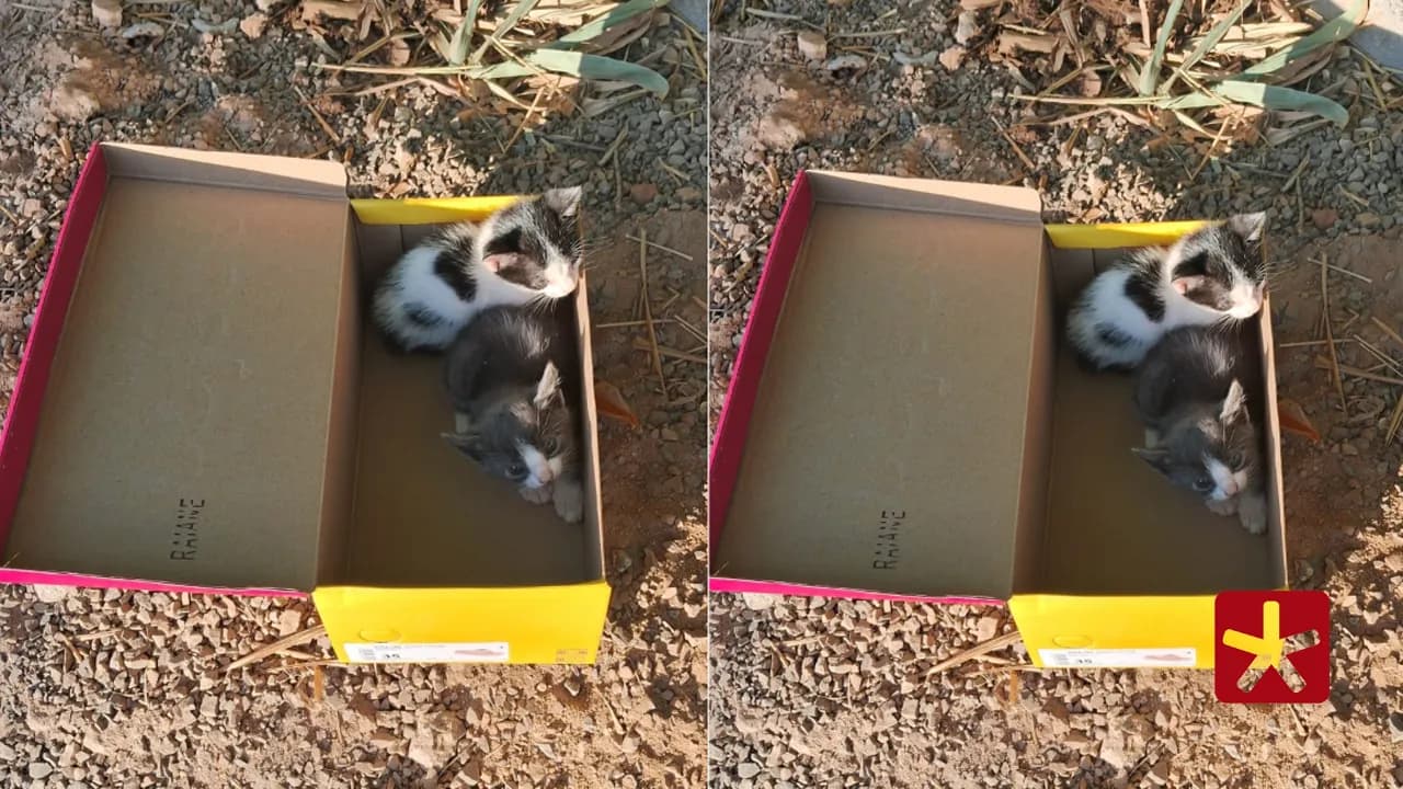 Animais foram resgatados por voluntários, mas não resistiram, vindo a óbito