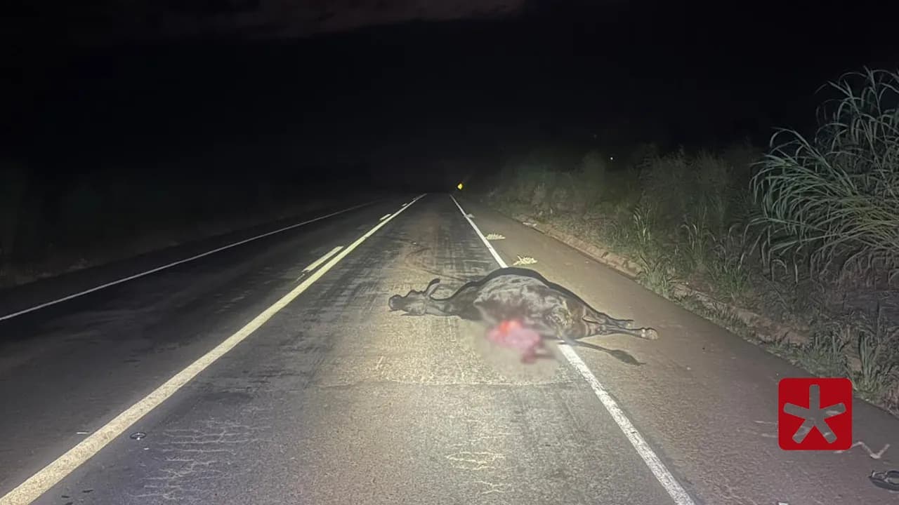 Animal foi abatido com disparos de arma de fogo após ser encontrado agonizando 