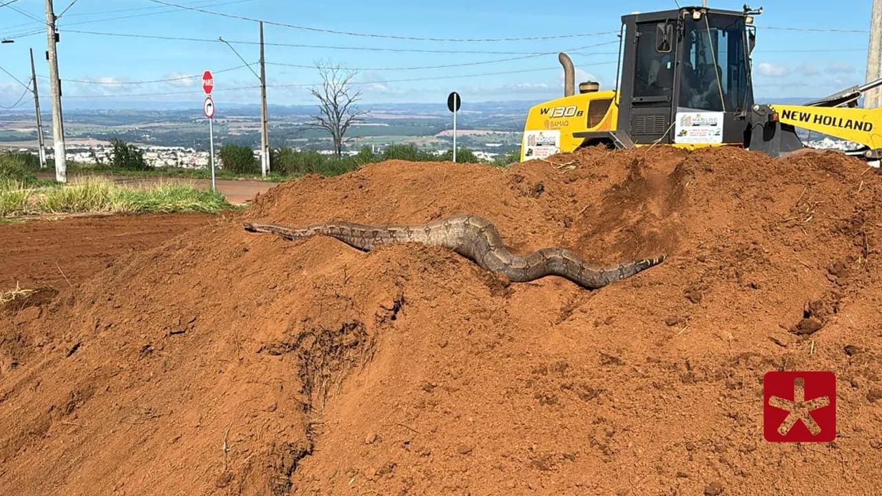 Animal estava escondido entre vegetação densa e tinha aproximadamente 1,5 metros