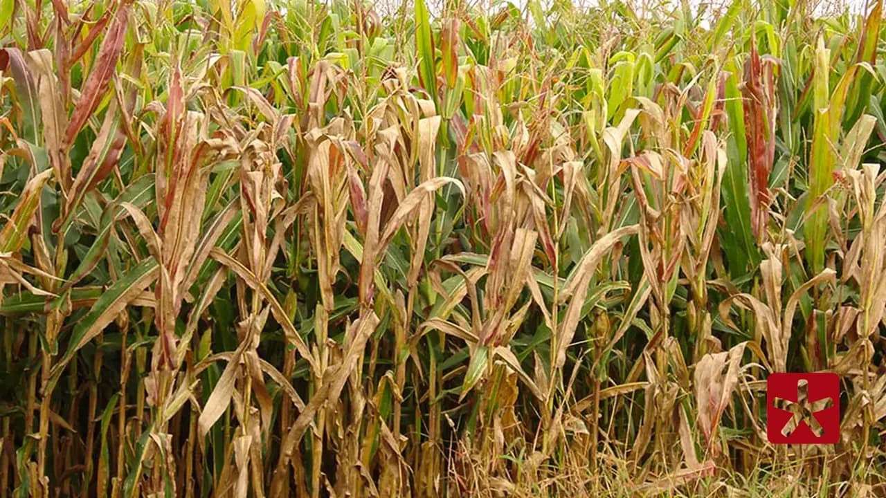 Brasil é o terceiro maior produtor mundial de milho e um dos principais exportadores do grão