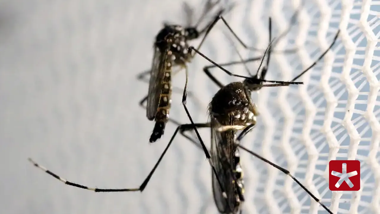 Após mais de 15 anos sem circulação, DENV-3 retornou, gerando alerta para novos surtos