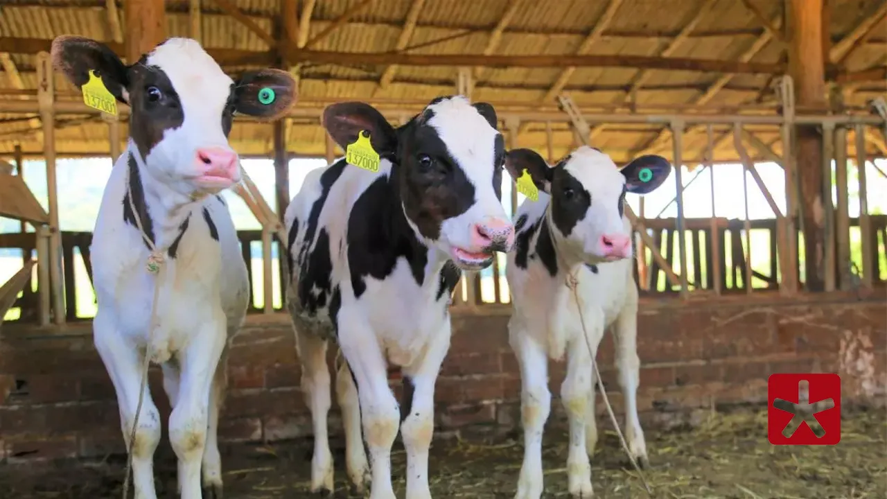 Doença pode causar abortos, queda na produção de leite e perda de peso dos animais