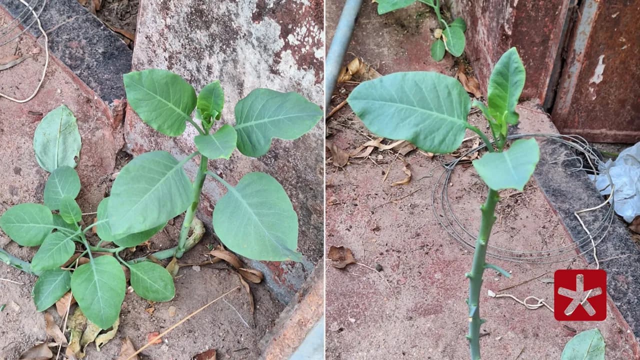 Suposta planta ingerida pela família é a “Nicotiana glauca”, conhecida como “falsa couve”