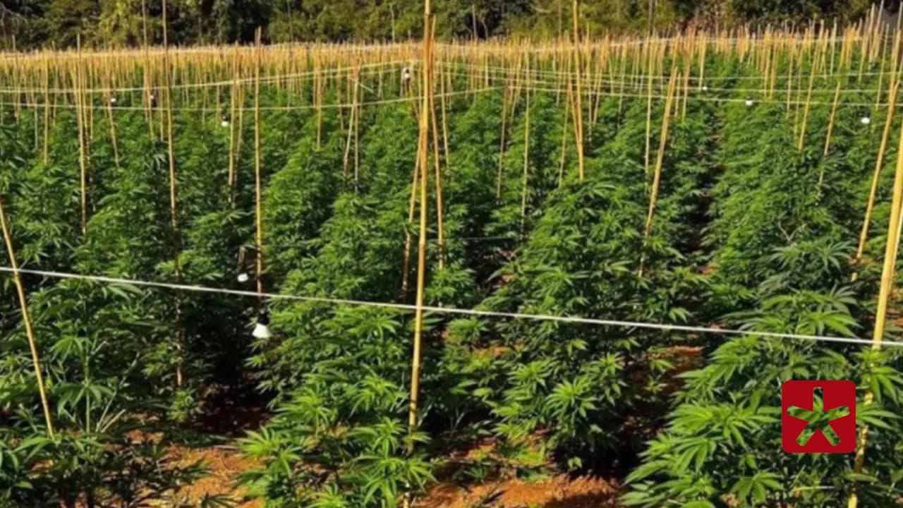 Polícia Civil prende dois suspeitos após investigação sobre plantio de 6 mil pés de maconha