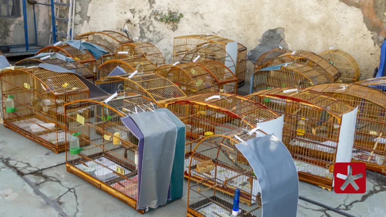Ação mirou criadores amadoristas de pássaros com atividade ligada ao comércio ilegal